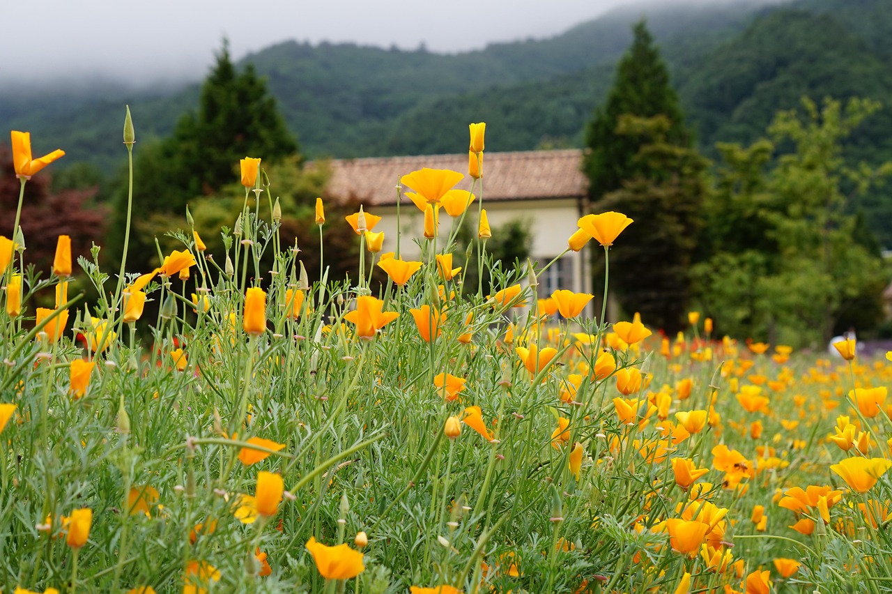 http攻击|平台购买软件