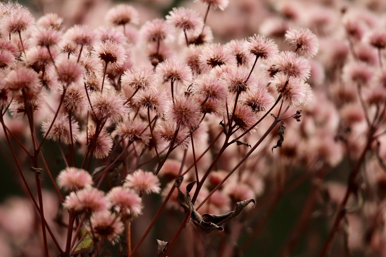 木盒蓝沉香（细）：网络平台代理合同